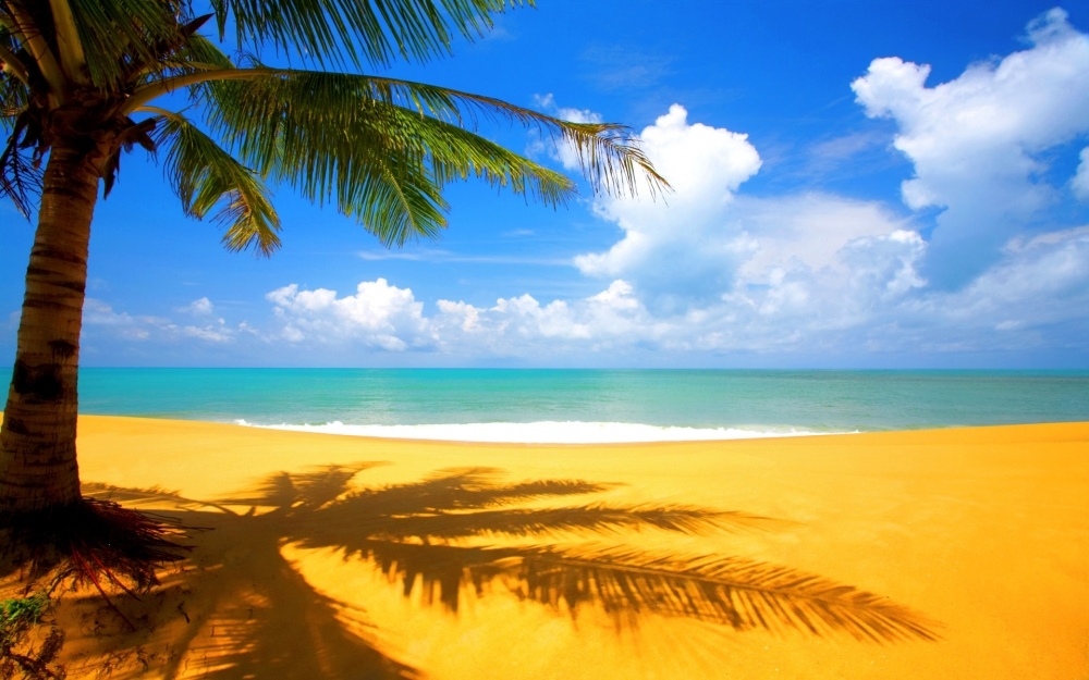 tree_beach_side-wide