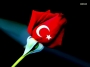 gül türk bayraðý gül türk bayraðý