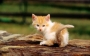 minik kedi yavrusu minik kedi yavrusu