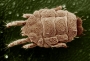 Lorryia_formosa Lorryia_formosa
