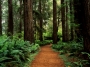 Nature-Forest-And-Trees- Nature-Forest-And-Trees-