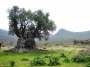 Olive_tree