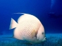 fish-wallpaper-white-hd BALIK fish-wallpaper-white-hd BALIK