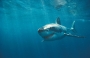 shark_hd_wallpaper shark_hd_wallpaper